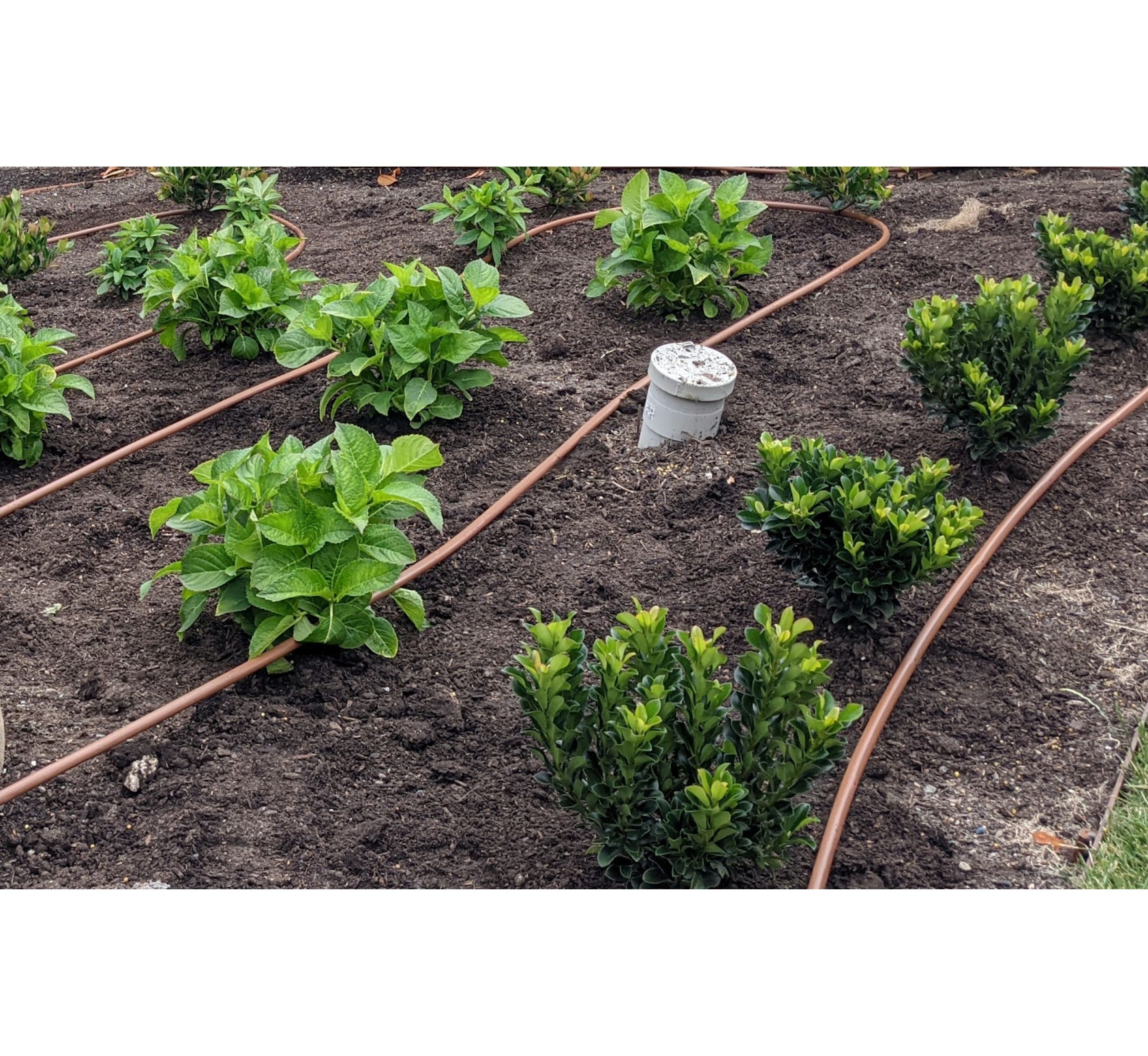 Irrigation and planting installation